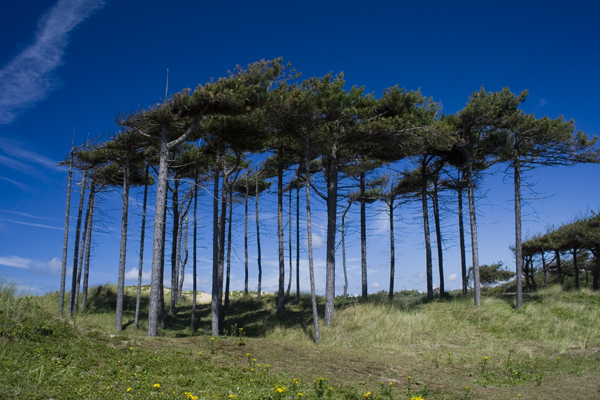 Blown Away Trees