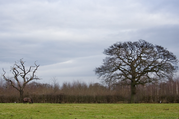 Grazing Pony