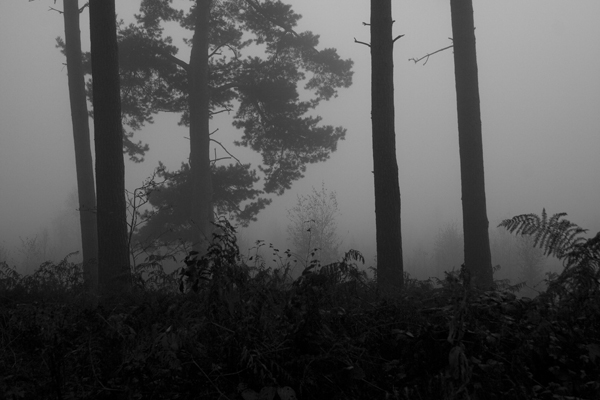 Trees in the Mist