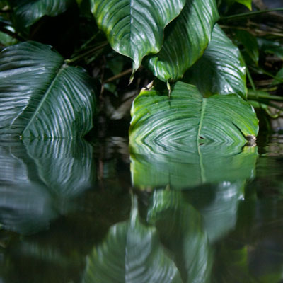 Leaves Reflected in the water at the Blue Planet Aquarium