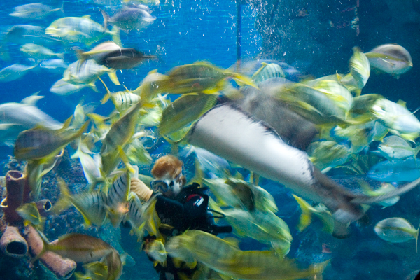 Diver Feeding the Fish in the Caribbean Reef Exhibit