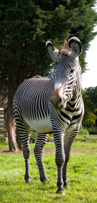 Grevys zebra