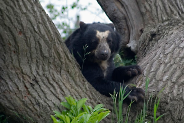 Speckled Bear, Chester Zoo