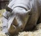 Black Rhino, Chester Zoo