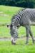 Zebra grazing, chester Zoo