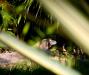 Komodo Dragon in the bushes