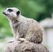 Meerkat, Chester Zoo