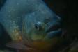 Red Bellied Piranha Lurking in the Dark at the Blue Planet Aquarium